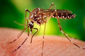 Mosquito vector, virus ZIKA