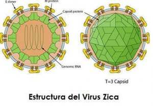 Virus ZIKA