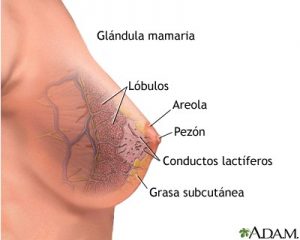 Anatomía de la mama.