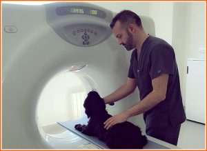 Estudios de TAC cerebral en perros