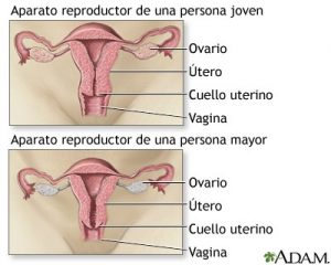 Aparato reproductor de una persona jóven