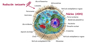 Los efectos biológicos de la radiación