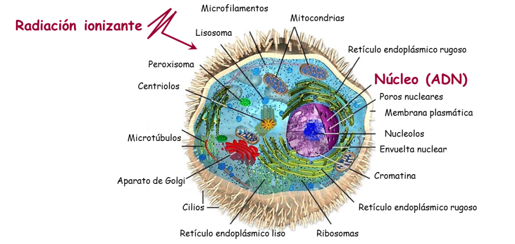 Que significa nucleo