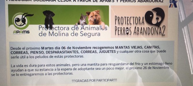 I RECOGIDA SOLIDARIA CESUR A FAVOR DE APAMS Y PERROS ABANDONA2